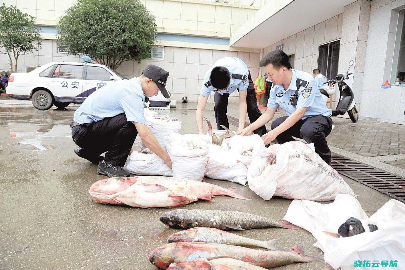 中国长江非法捕捞高发频发态势得到有效遏制