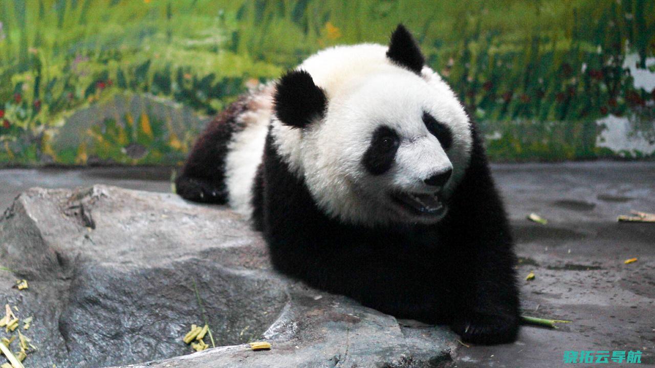 欢迎大熊猫-福宝-感谢韩方饲养员精心照顾-汪文斌-回国 (欢迎大熊猫美香一家年底回国)