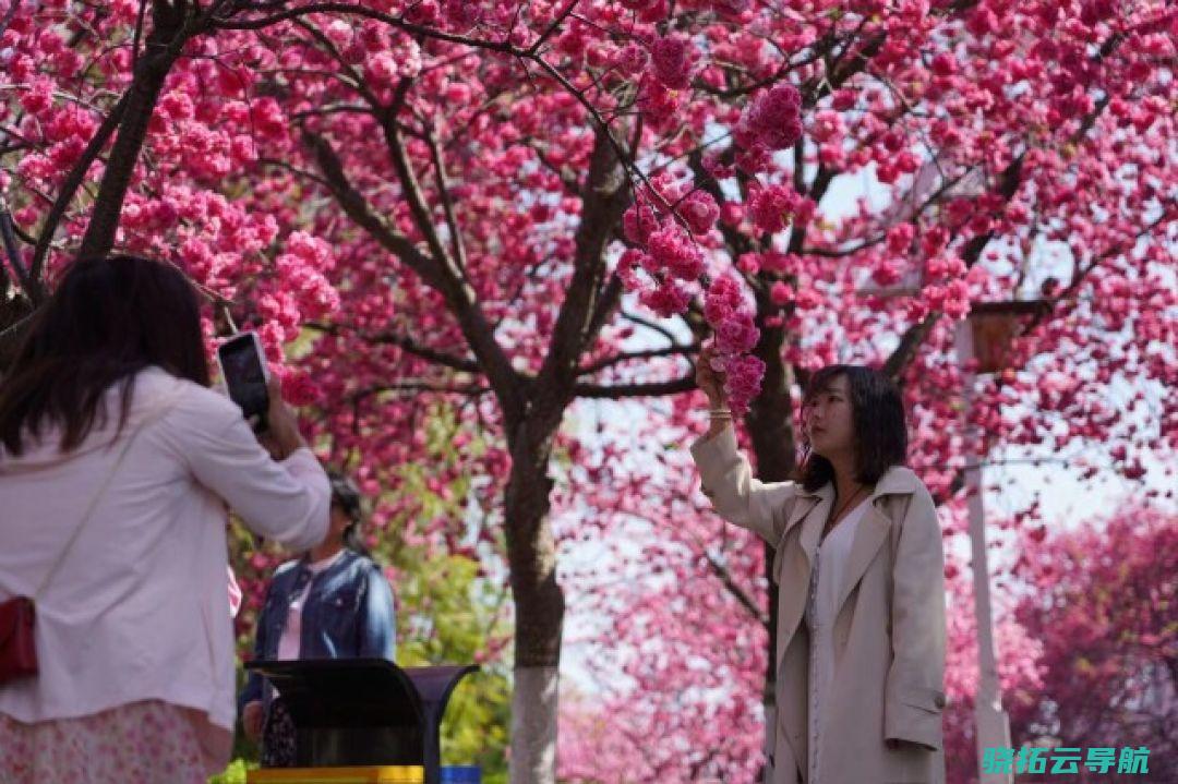 2024年3月19日，云南大理，大理大学古城校区里的春樱竞相绽开，吸引市民游客前来打卡。