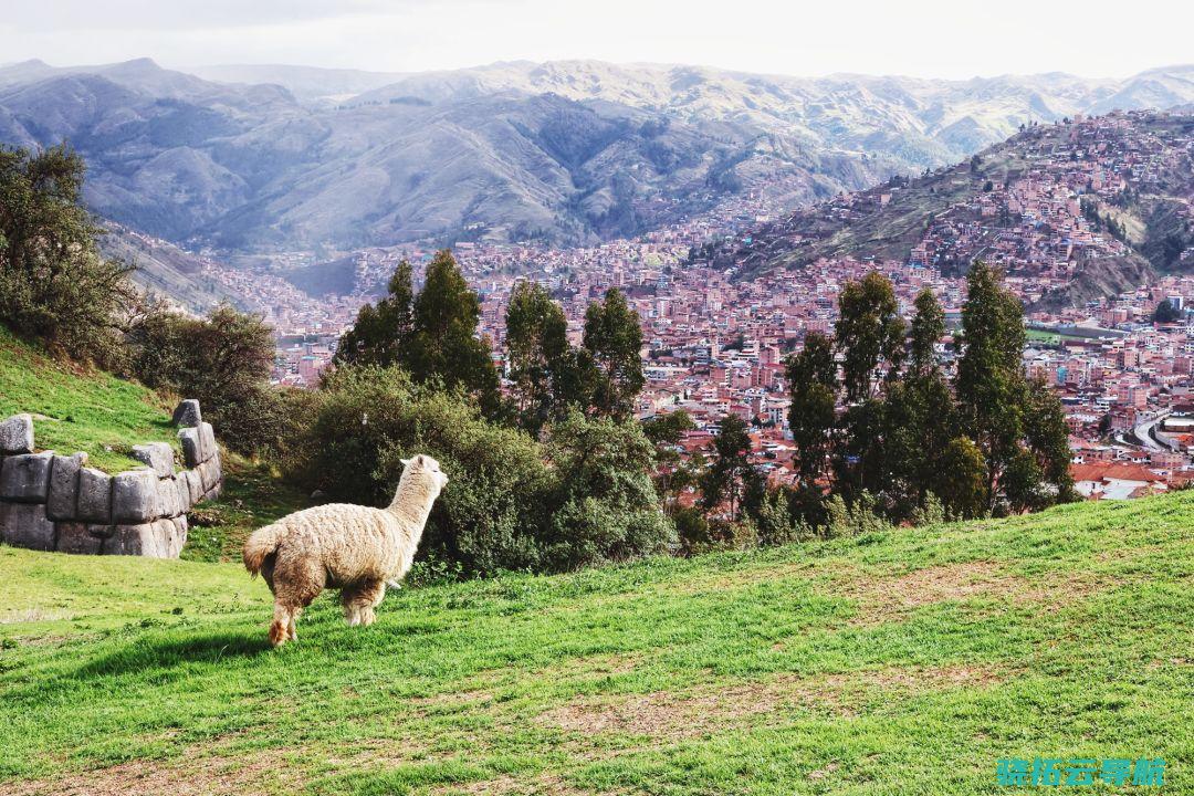 萨克塞华曼的羊驼鸟瞰着库斯科城。   摄影 黎瑾