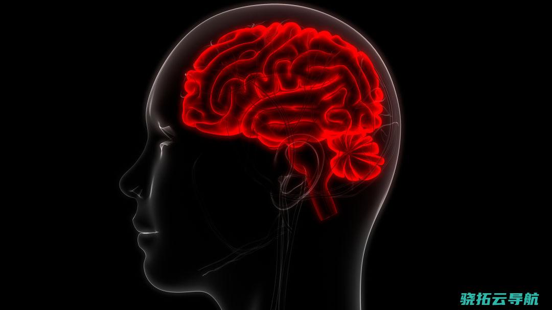 继续数十年的钻研标明，人类的大脑体积、白质、海马体及大脑外表积都在继续参与。视觉中国|图