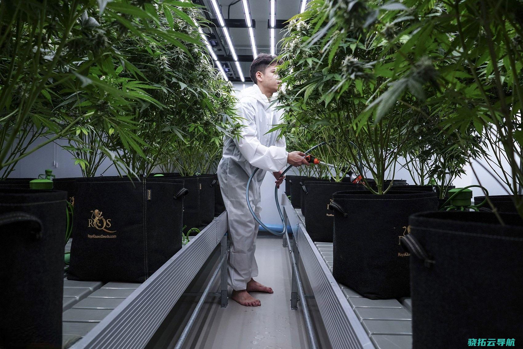 大麻天堂 买大麻比买泰式炒河粉容易多了 泰国18个月里出现了什么 ​