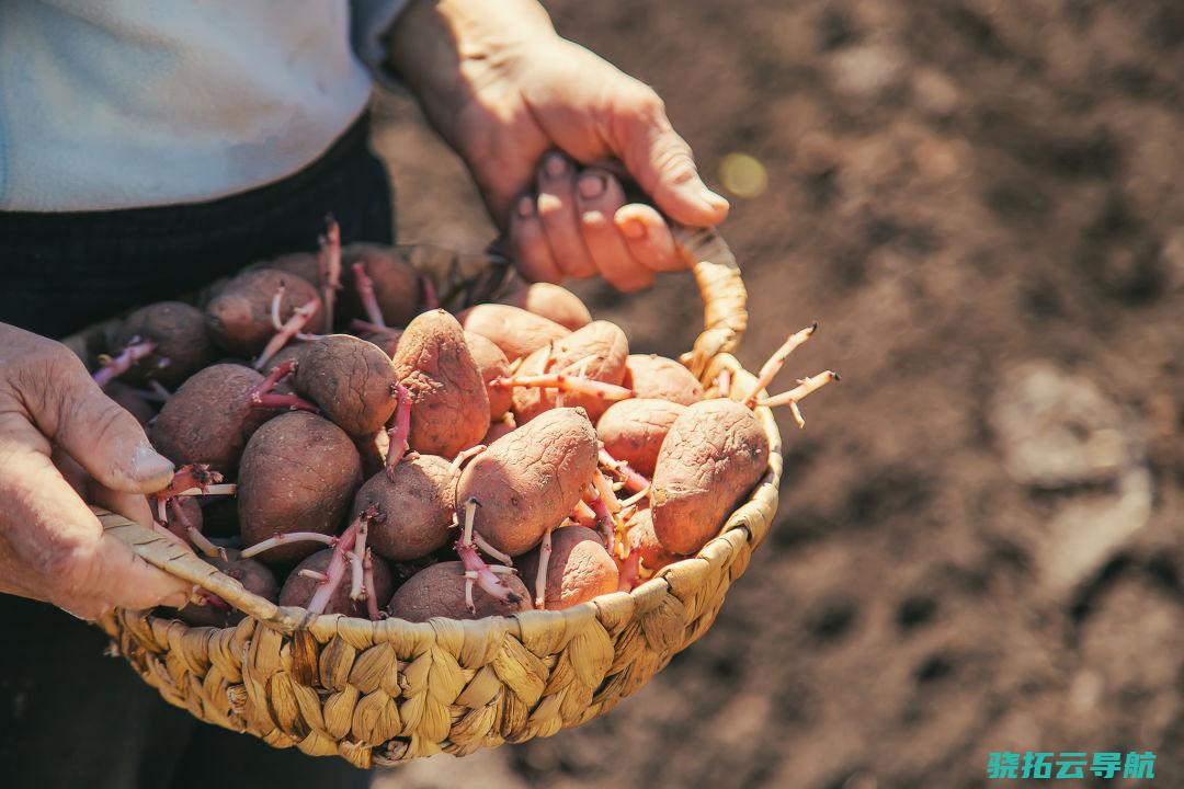 土豆重要依托块茎发芽模式来繁育后辈。视觉中国|图