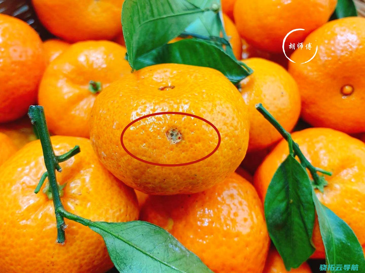 吃砂糖橘 为什么是全国过年的一致姿态