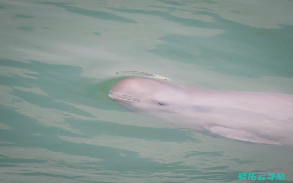 江豚 水族馆之争 搬家 即使人工繁育成功 是否成功野化