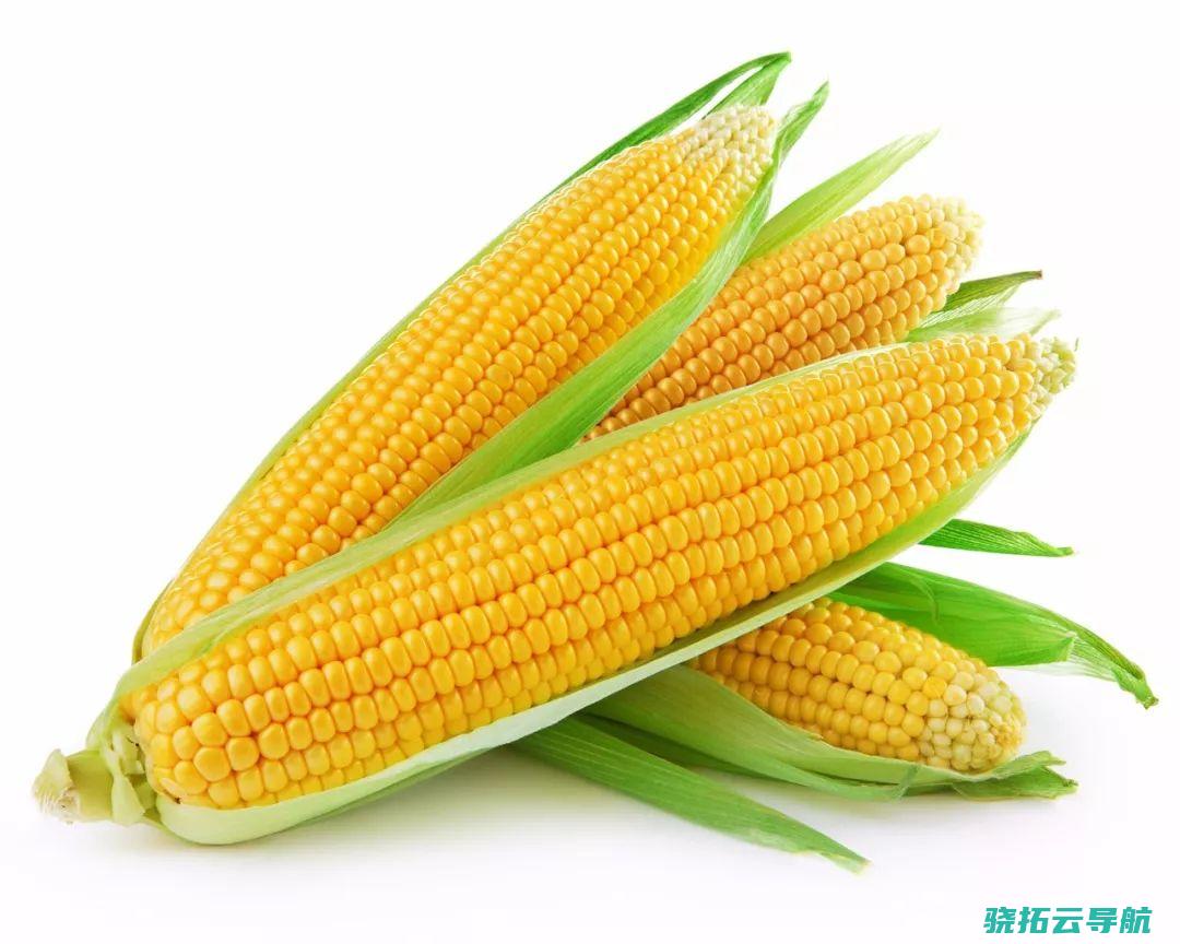 玉米的种类为何如此单一