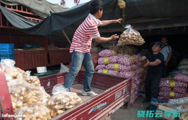 毒姜土地将被翻耕 山东潍坊