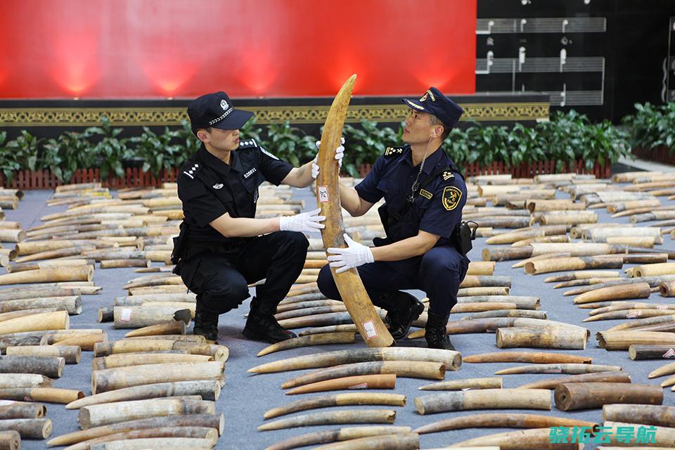 新中国最大象牙走私案 一个货柜获利1300余万 莆田陈家走私20吨