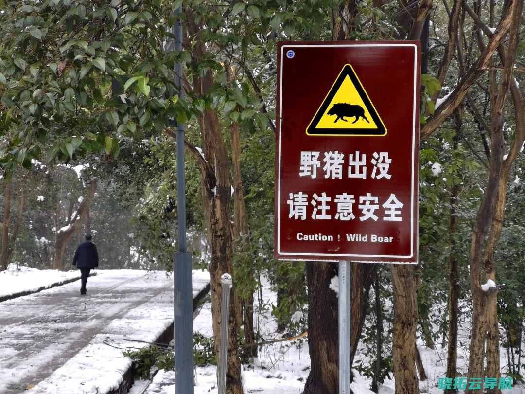 2022年2月，南京钟山景色区紫金山麓，野猪警示牌有目共睹。视觉中国图