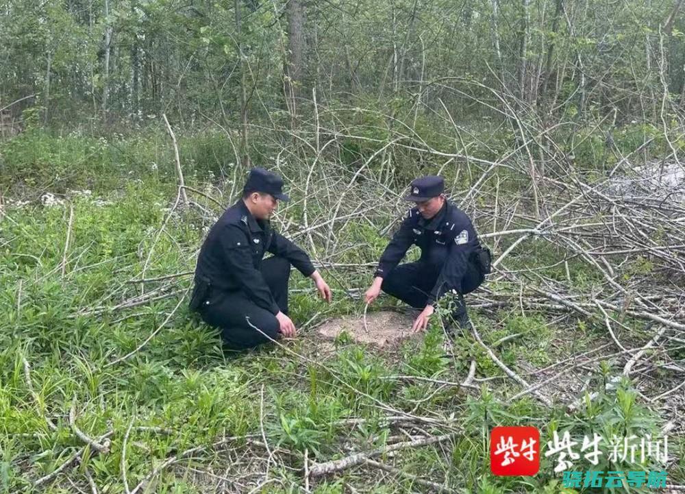 砍伐自家栽的香樟树被判刑 植物包全应激励商业性人工栽植