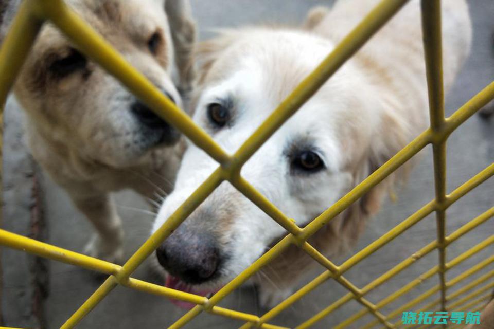 控制漂泊犬应动真格 遗弃犬只罚款2000元