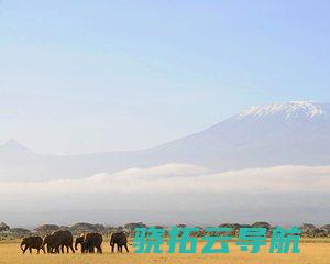 气象变动造成非洲大象生活环境好转