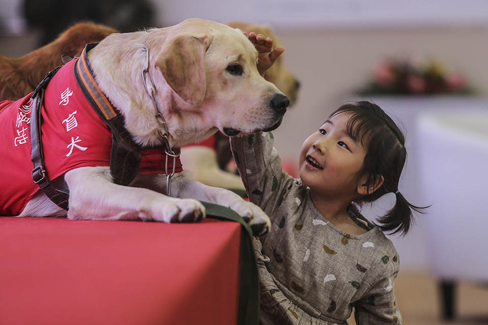 别把导盲犬当宠物拒之门外 善待盲人