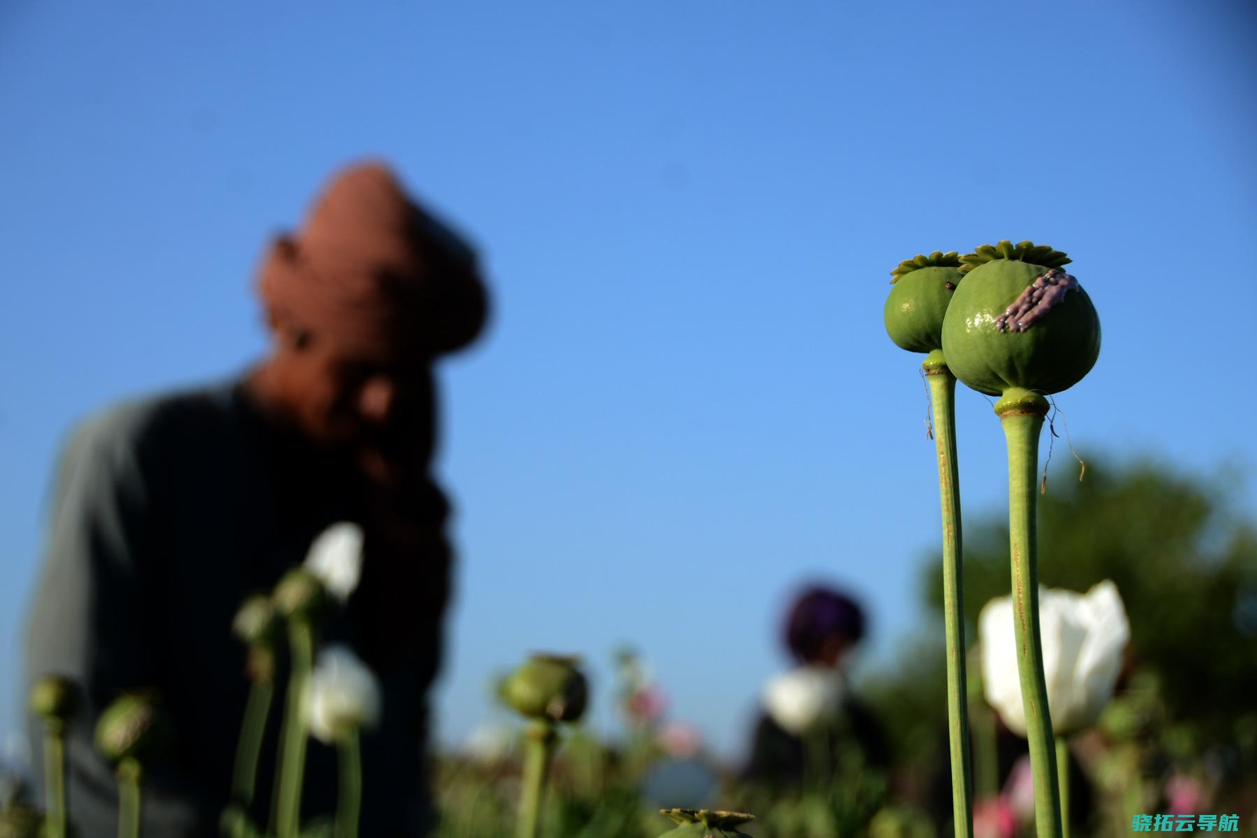 阿富汗制止罂粟种植买卖丨瞬间一周
