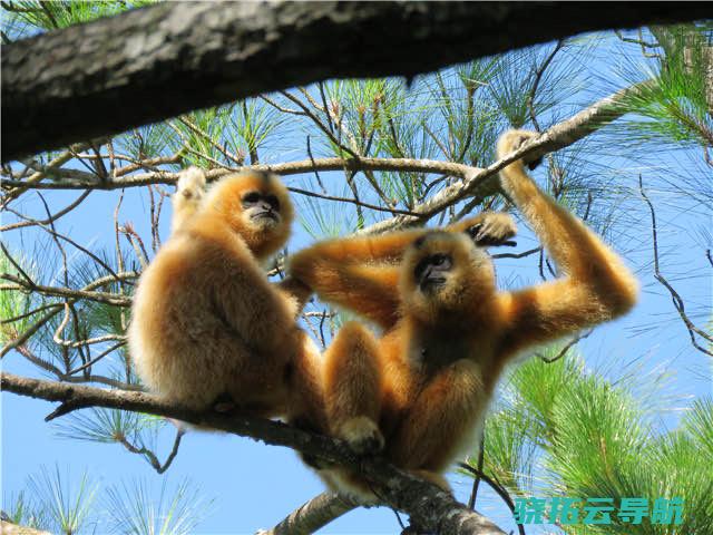 海南热带雨林国度公园将出台包全布局 海南长臂猿从7只到30只