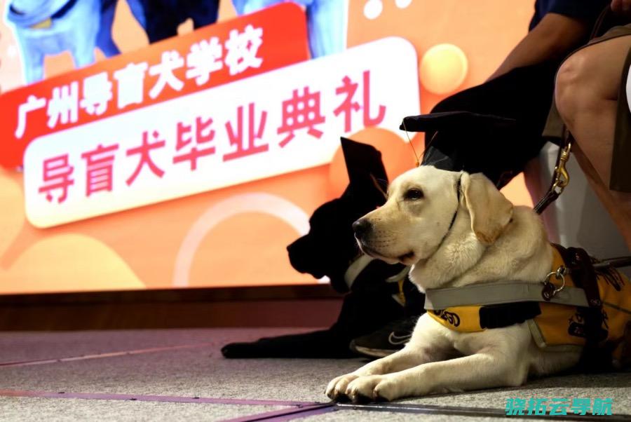 双眼 导盲犬 更是心灵的伴侣 它们不只是视障人士的 毕业仪式