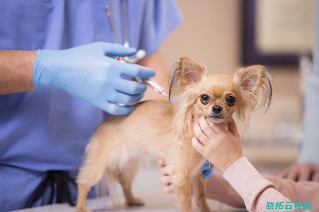 只要狗的狂苗接种率到达70％以上，才干消弭狂犬病。但中国犬、猫的平均免疫率仅有29.84%和19.50%。视觉中国/图