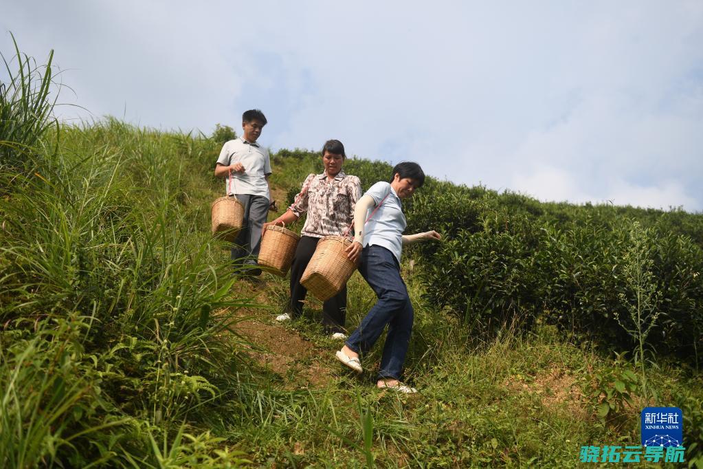 二十大风采丨祝雪兰茶香氤氲蕴初心