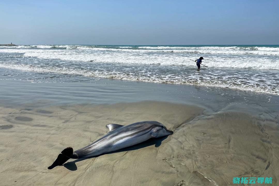 丨环球海豚日 遇到一头搁浅海豚 救不救 怎样救